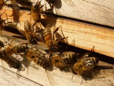 Tout n’est pas perdu : nous venons de créer un vaccin pour sauver les abeilles d’une mort certaine