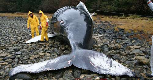 Nos sonars terrifient tellement les baleines qu’elles meurent en essayant de leur échapper