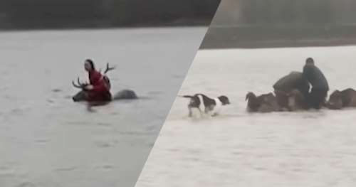 Cette femme courageuse s’est jetée à l’eau pour tenter de sauver un cerf de la main de chasseurs