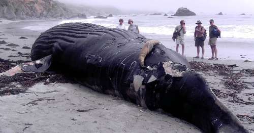 C’est malheureusement officiel : le Japon autorise à nouveau la chasse à la baleine