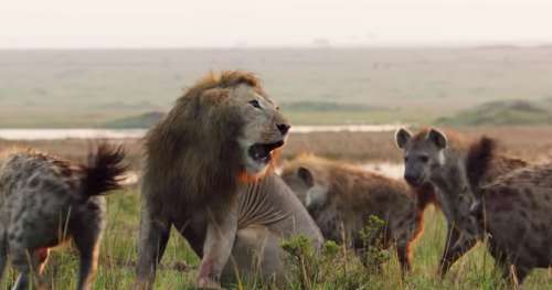 Sur le point de succomber à un groupe de hyènes, ce lion est sauvé in extremis par son frère