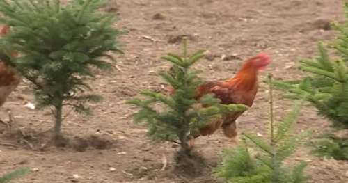 Enfin un sapin de Noël écolo : ce producteur français utilise des poules comme désherbant