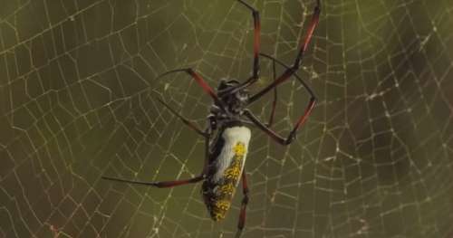 Ce documentaire va enfin vous faire aimer les araignées