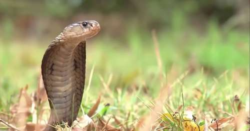 Ce documentaire va enfin vous faire aimer les serpents