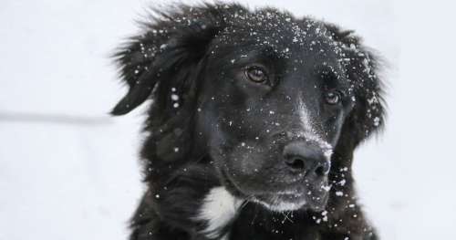 Cet État américain montre l’exemple et condamne ceux qui laissent leur chien dans le froid