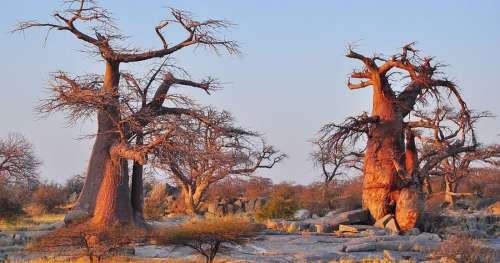 Le baobab, véritable trésor de l’Afrique