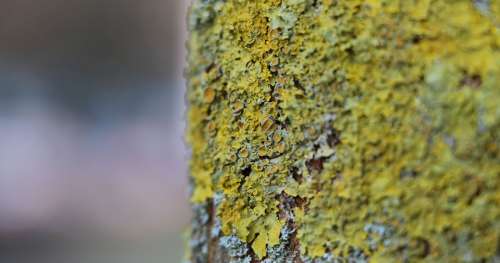 Les lichens, ces organismes hors du commun qui nous aident à combattre la pollution de l’air