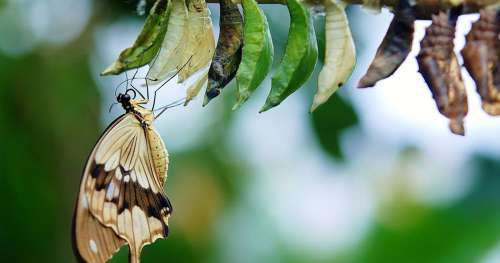 La prodigieuse métamorphose du papillon : un phénomène naturel fascinant