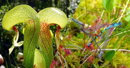 10 plantes carnivores qui usent de stratagèmes fascinants pour capturer leurs proies