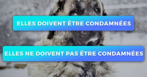 SONDAGE : Les personnes qui laissent leur chien dans le froid doivent-elles être condamnées ?