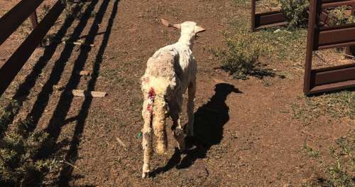 En Australie, la tonte des moutons est si violente qu’ils meurent un à un d’arrêts cardiaques