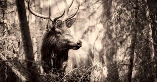 Les scientifiques pensent que la terrifiante maladie des cerfs zombies est transmissible à l’Homme