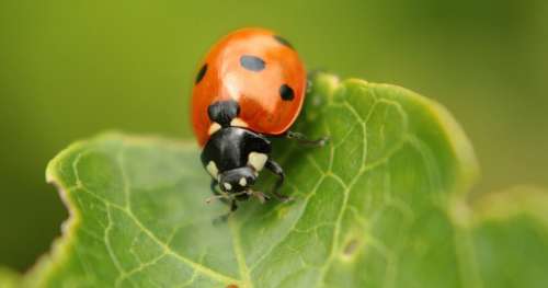 L’Allemagne s’engage à sauver les insectes… tandis que la France reste passive