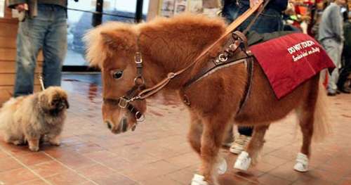 Ces chevaux sont élevés comme des chiens guides pour aider les aveugles