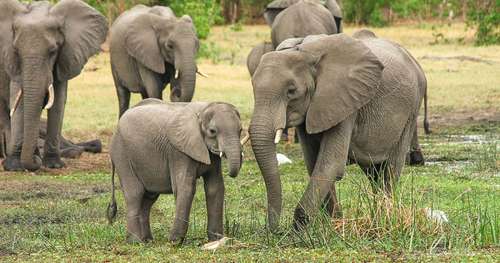 La plus grande population d’éléphants d’Afrique bientôt massacrée en toute légalité