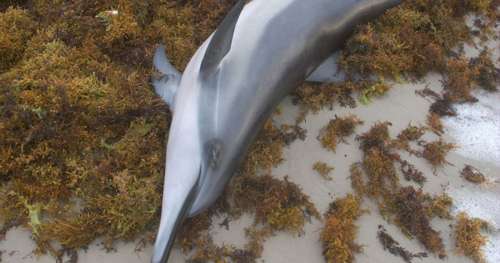 La pêche intensive décime les dauphins en France