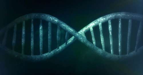 Les chercheurs ont identifié le gène de la régénération