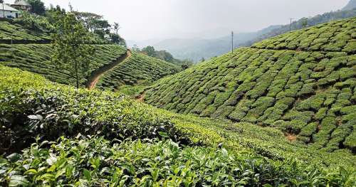 Dans cet État indien, l’agriculture est 100 % biologique et les résultats sont impressionnants