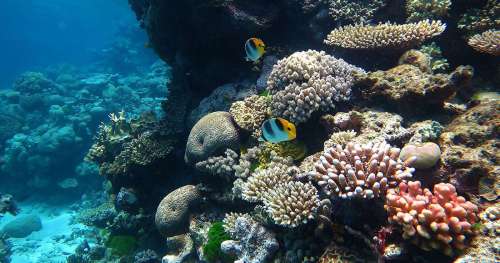 Un désastre validé par l’Australie : la Grande barrière de corail bientôt souillée par une mine