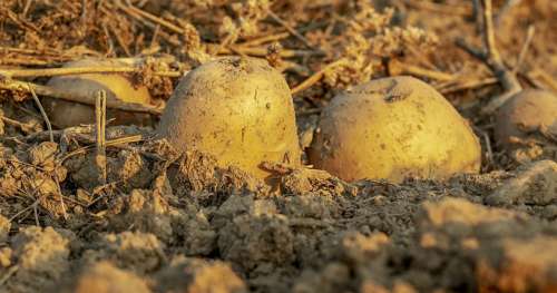 Désormais oubliés, les anciens légumes de notre terroir renaissent grâce à cet institut