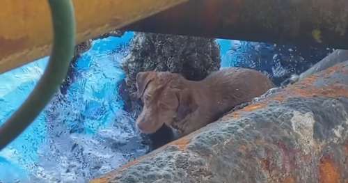 Ce chien s’est battu de façon héroïque pour survivre à la nage… à 220 kilomètres des côtes