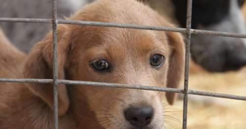 Cet État américain dépose une loi pour ficher les personnes qui ont maltraité des animaux