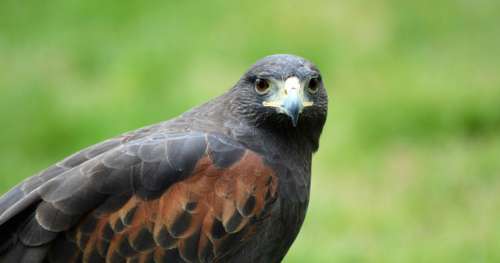 Le saviez-vous ? À Roland-Garros, des faucons font fuir les pigeons pour ne pas gêner les sportifs