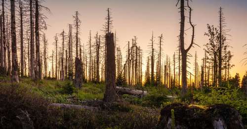 Une forêt fossilisée depuis des milliers d’années vient d’émerger sur une plage du Pays de Galles