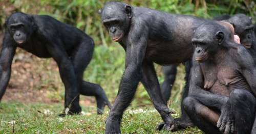 Les mères bonobos tentent de trouver la femelle idéale pour leur fils