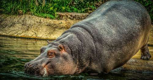 Une partie de l’air que vous respirez découle du caca d’hippopotame