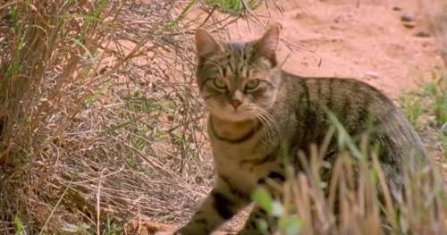 Le chat, un véritable fléau pour les écosystèmes