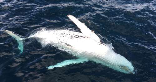 Le Japon reprend la chasse commerciale à la baleine dès le 1er juillet