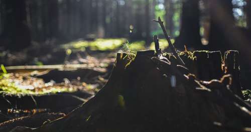 L’extinction des plantes est 500 fois plus rapide à cause de l’activité humaine