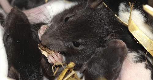 7 faits fascinants sur les rats