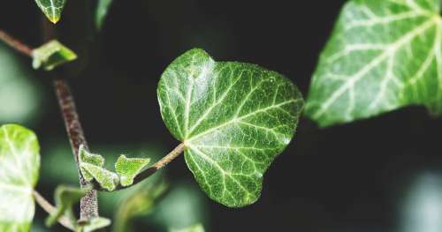 Vous ne verrez plus jamais les plantes de la même manière grâce à ce livre exceptionnel