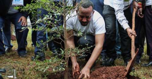 Ethiopie : 353 millions d’arbres plantés en seulement une journée !