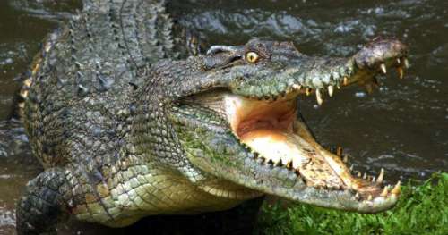 Connaissez-vous le paradoxe du crocodile ?