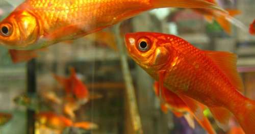 Le saviez-vous ? Les poissons rouges sont loin d’avoir une mauvaise mémoire