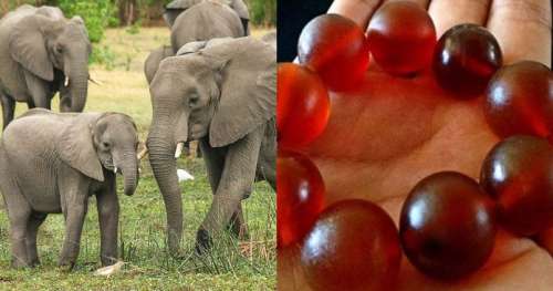 Folie humaine : les éléphants sont désormais massacrés pour être transformés en « perles »