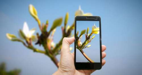 Seek, l’application qui reconnaît les plantes autour de vous