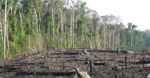 Participez à la reforestation du monde grâce à Ecosia, le moteur de recherche qui plante des arbres