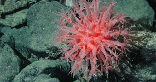 Le saviez-vous ? Une espèce de corail ressemble à la fois à un champignon et à une fleur