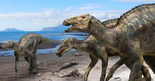 Un fascinant dinosaure à bec de canard découvert sur un site de fouilles japonais