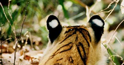 Les tigres ont des taches blanches trompe-l’oeil derrière les oreilles pour berner leurs proies