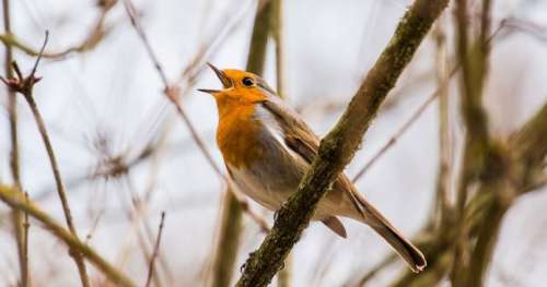 Pourquoi les oiseaux chantent-ils ?