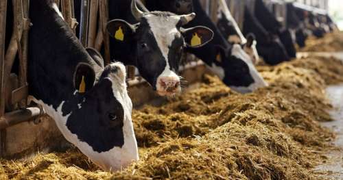 Cette épidémie mortelle due à une super-bactérie serait liée à nos antibiotiques sur les bovins