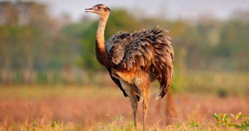 10 oiseaux qui comptent parmi les plus grands de la Terre