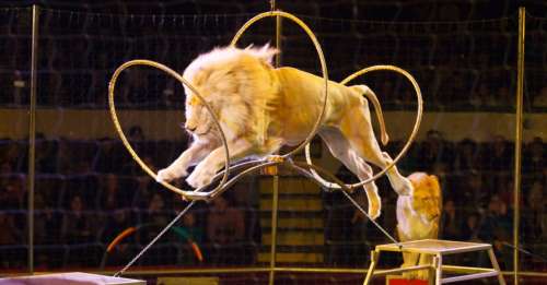 SONDAGE : Faut-il interdire les spectacles avec des animaux dans les cirques ?