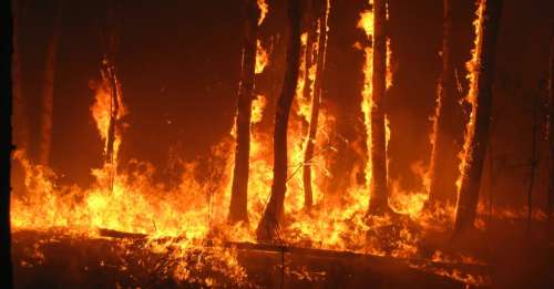 Ce gel pourrait protéger les arbres face à la menace grandissante des feux de forêt