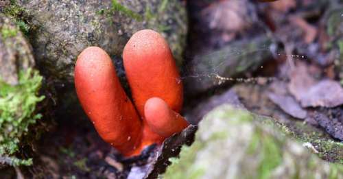 Le champignon qui fait « rétrécir le cerveau » découvert pour la première fois en Australie